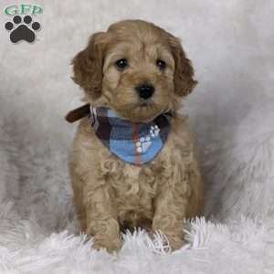 Romeo, Mini Goldendoodle Puppy